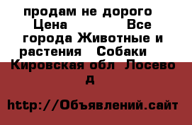 продам не дорого › Цена ­ 10 000 - Все города Животные и растения » Собаки   . Кировская обл.,Лосево д.